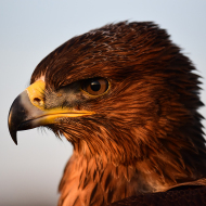 Habichtsadler