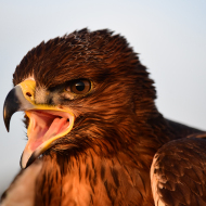 Habichtsadler