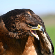 Habichtsadler