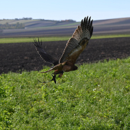 Habichtsadler