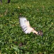 Rotschwanzbussard