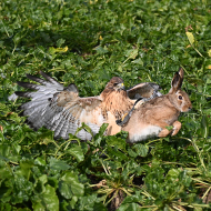 Rotschwanzbussard