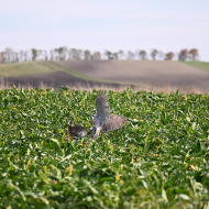 Habicht