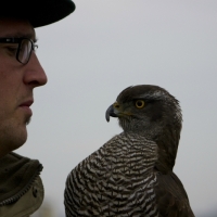 Falkner und Habicht