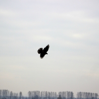 Jagdflug