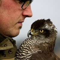Freundschaft verbindet den Falkner und seinen Beizvogel
