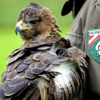 Habichtsadler