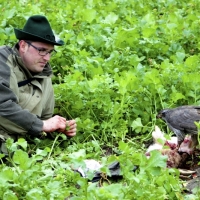 Ausruhen von Falkner und Vogel nach dem Beizerfolg