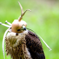 Falke