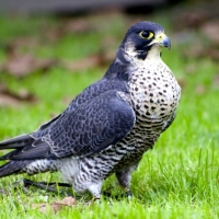 Wanderfalke