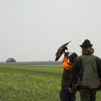 Unter der Aufsicht von Franta landet der Wüstenbussard bei dem Jungfalkner