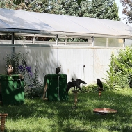 Die Greifvögel haben einen ruhigen Platz für sich