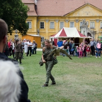 Der Sakerfalke fliegt aufs Federspiel