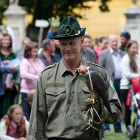 Wanderfalke