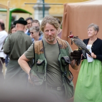Wanderfalke