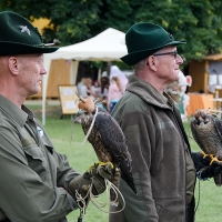 Wanderfalken
