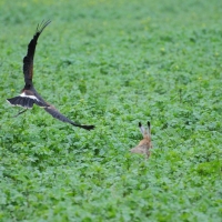 Dyami startet zum Jagdflug