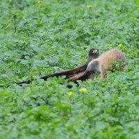 Der Hase schlägt mit den Springern gegen den Beizvogel