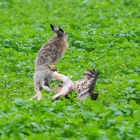 Der Feldhase setzt zum Sprung an