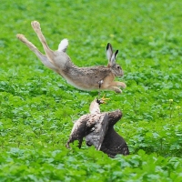Wenn Hasen durch die Lüfte fliegen...