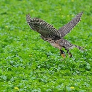 ...aber letztendlich muss der Jungvogel aufgeben