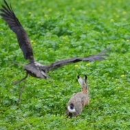 Habichtsadler Kithan startet zum Jagdflug