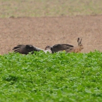 ...fliegt die Haken des Hasen mit...