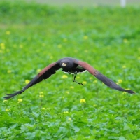 Wüstenbussard Heya