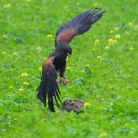 Angriff aus dem Sturzflug von Wüstenbussard Dyami