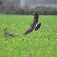 Wüstenbussard Dyami startet zum Jadflug...