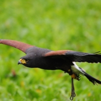 Wüstenbussard
