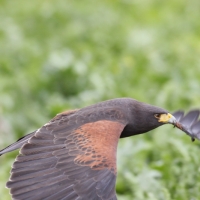 Wüstenbussard Dyami