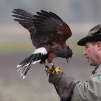 Ordenspräsident Martin mit Wüstenbussard Heya