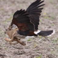 Wüstenbussard Dyami