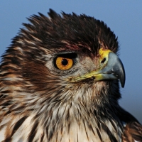Habichtsadler