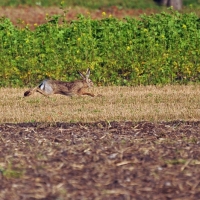 Hase