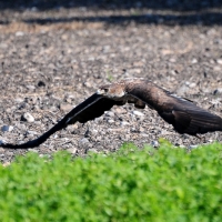Habichtsadler