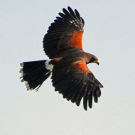 Wüstenbussard