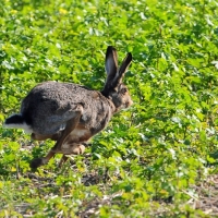 Hase