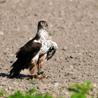 Habichtsadler