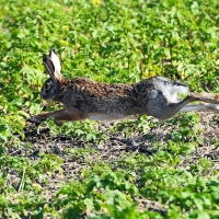 Hase