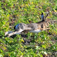 Hase