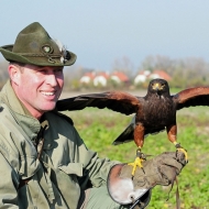 Wüstenbussard