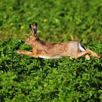 Hase