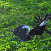 Wüstenbussard