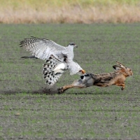 Gewinnerbild beim „3rd International Festival of Falconry“