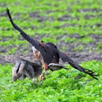 Wüstenbussard