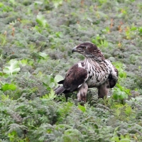 Habichtsadler