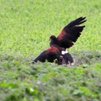 Wüstenbussard