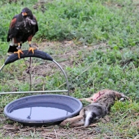 Voller Kropf und ein Bad nach dem Beizerfolg